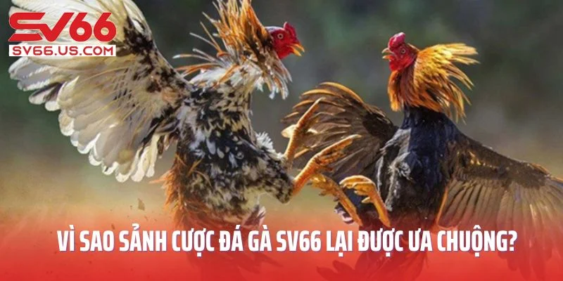 Vì sao sảnh cược đá gà SV66 lại được ưa chuộng?